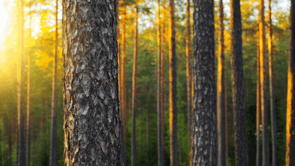 Epetek Oy:s verksamhet uppfyller kraven för ISCC EU-certifiering