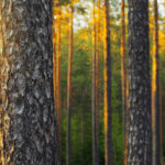 Epetek Oy:s verksamhet uppfyller kraven för ISCC EU-certifiering