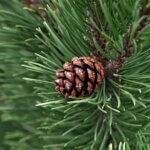 Mäntyöljystä puhdasta energiaa – Epetekin ratkaisu kohti tehokasta ja kestävää polttoainetuotantoa - Epetek blogi